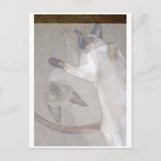 Flying Cats Postkarte