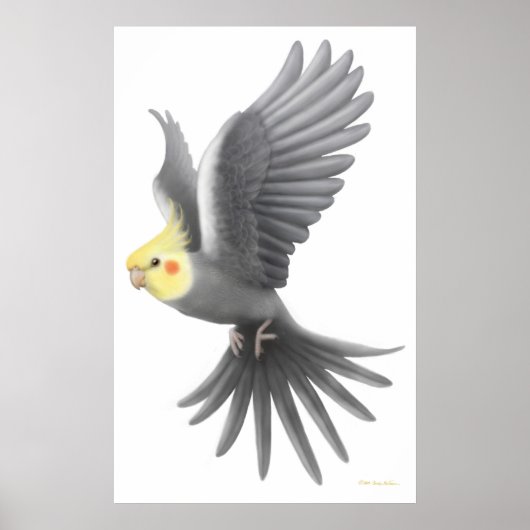 Flying Cockatiel Parrot Poster (Vorne)