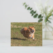 Flying Corgi Postkarte (Stehend Vorderseite)