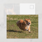 Flying Corgi Postkarte (Vorne/Hinten)