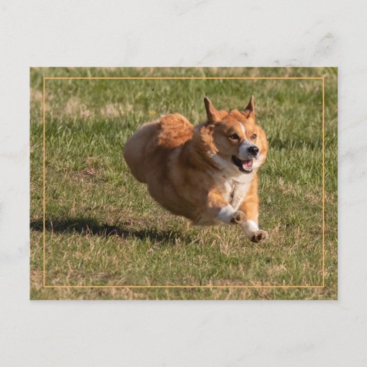 Flying Corgi Postkarte (Vorderseite)