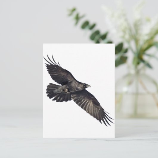 Flying Crow Postkarte (Stehend Vorderseite)