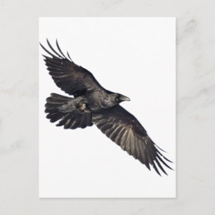 Flying Crow Postkarte