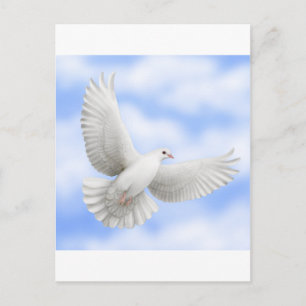 Flying Dove Postcard Postkarte