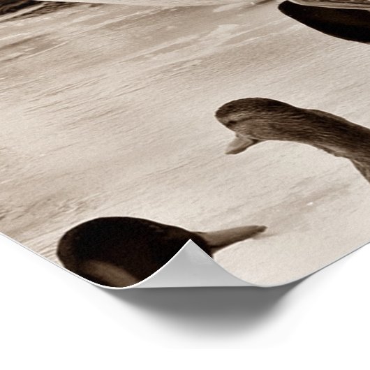 Flying Duck Mallard Poster in Sepia (Ecke)