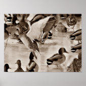 Flying Duck Mallard Poster in Sepia (Vorne)