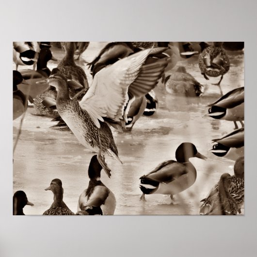 Flying Duck Mallard Poster in Sepia (Vorne)