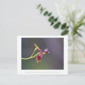 Flying Duck Orchid Blume Makro Fotografie Postkarte (Stehend Vorderseite)