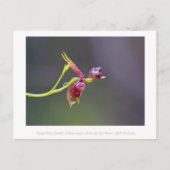 Flying Duck Orchid Blume Makro Fotografie Postkarte (Vorderseite)