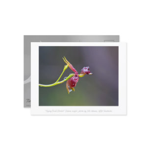 Flying Duck Orchid Blume Makrofotografie Postkarte