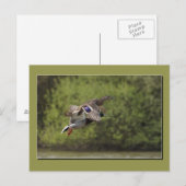 Flying Duck Postcard Postkarte (Vorne/Hinten)