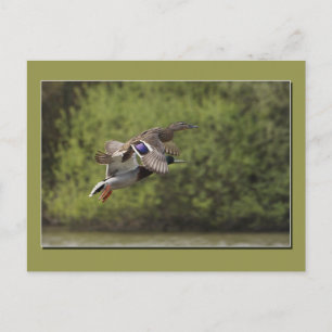 Flying Duck Postcard Postkarte