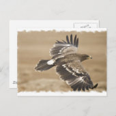 Flying Eagle Bird Postcard Postkarte (Vorne/Hinten)