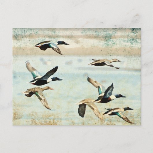Flying Encks Wassercolor Postcard Postkarte (Vorderseite)