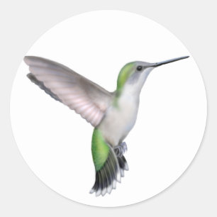 Flying Female Ruby Throated Hummingbird Sticker