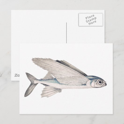 Flying Fish Exocoetidae Postkarte (Vorne/Hinten)