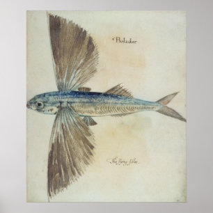 Flying-Fish Poster