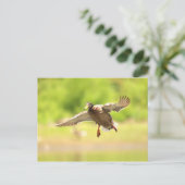 Flying for postkarte (Stehend Vorderseite)