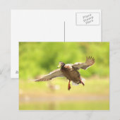 Flying for postkarte (Vorne/Hinten)