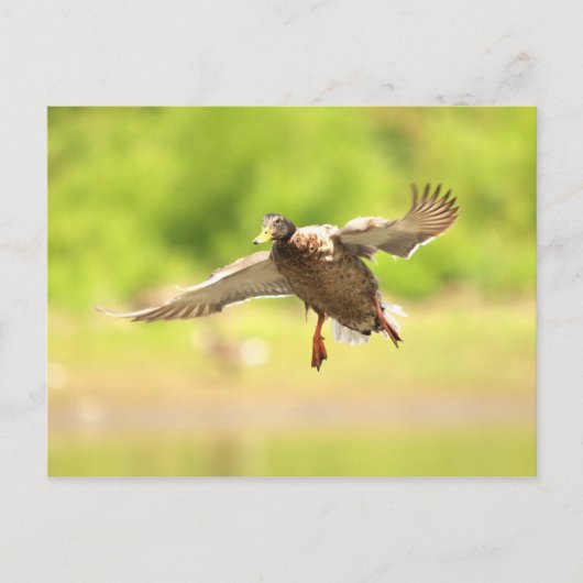 Flying for postkarte (Vorderseite)