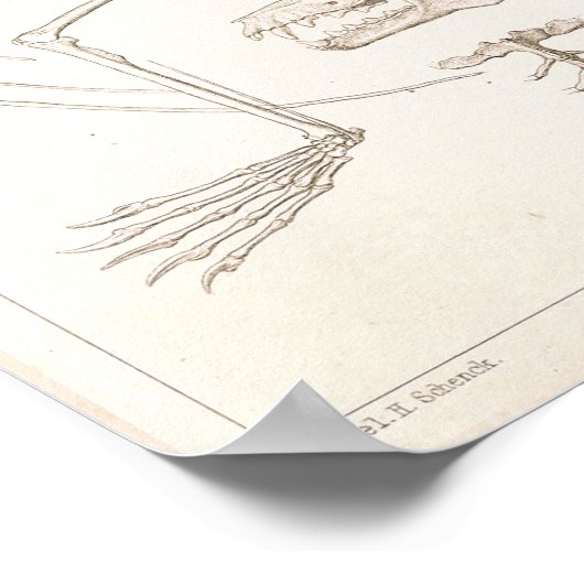 Flying Fox Bat Skeleton Veterinary Anatomie Print Poster (Ecke)