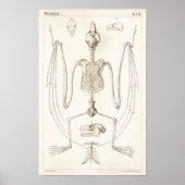 Flying Fox Bat Skeleton Veterinary Anatomie Print Poster (Vorne)