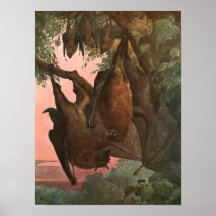 Flying Fox Bats von Austen, Vintage Wildtiere