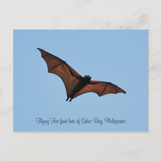 Flying Fox-Fruchtbart aus Subic Bay Postkarte