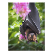 Flying Fox Fruit Bat mit Crepe Myrtle Foto Print (Vorne)