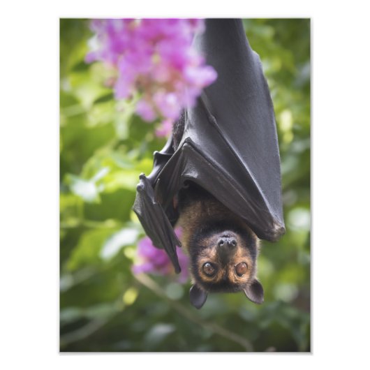 Flying Fox Fruit Bat mit Crepe Myrtle Foto Print (Vorne)