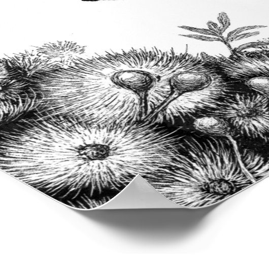 Flying Foxes Poster/Prints Poster (Ecke)