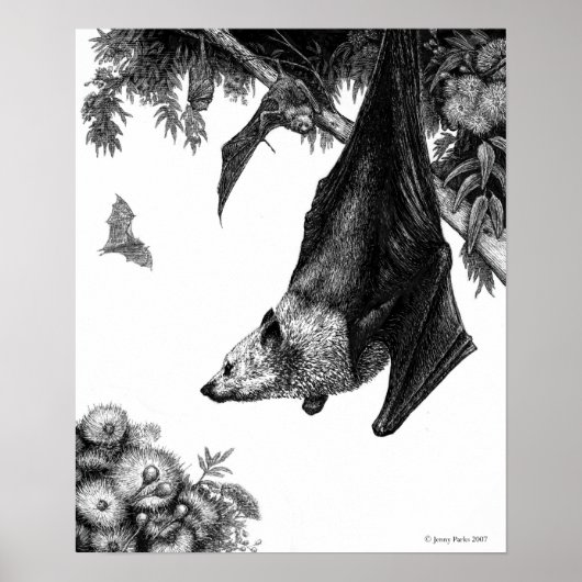 Flying Foxes Poster/Prints Poster (Vorne)