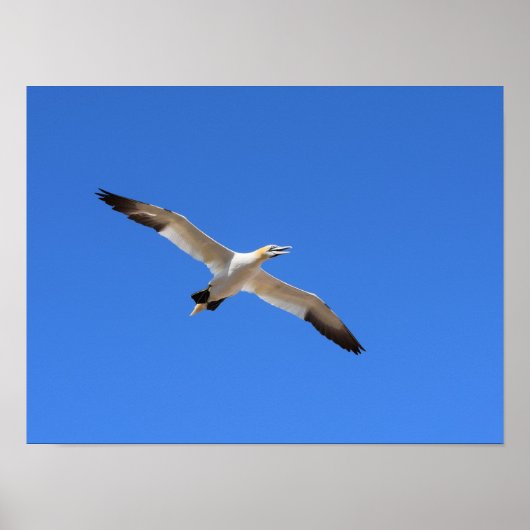 Flying Gannet Bird Blue Sky Poster (Vorne)