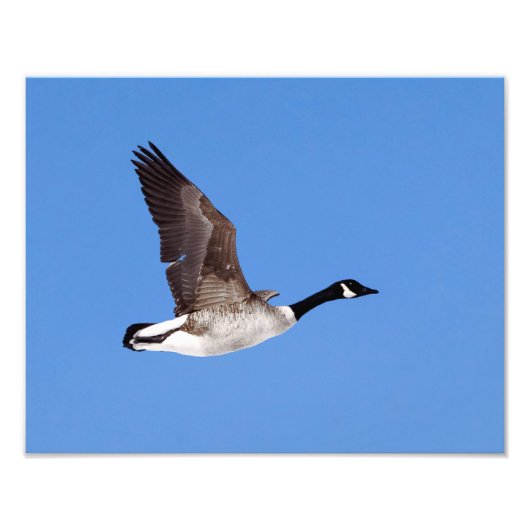 Flying Goose Fotodruck (Vorne)
