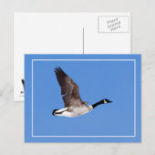 Flying Goose Postkarte (Vorne/Hinten)