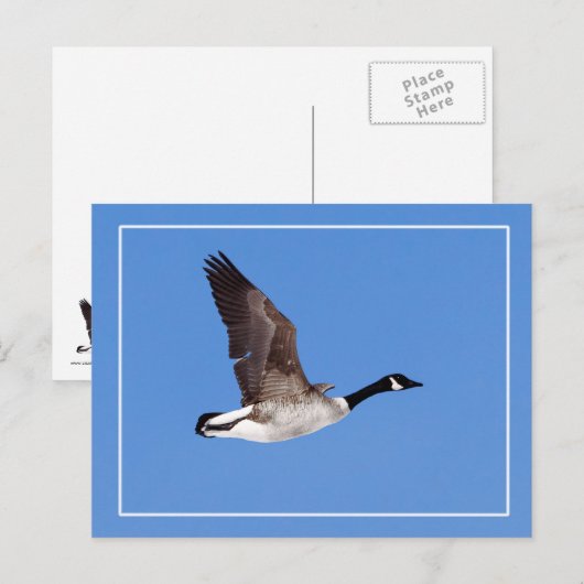 Flying Goose Postkarte (Vorne/Hinten)