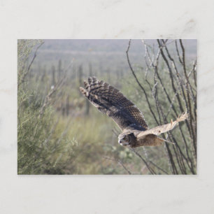 Flying Great Horned Owl Postkarte