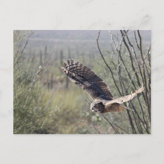 Flying Great Horned Owl Postkarte (Vorderseite)