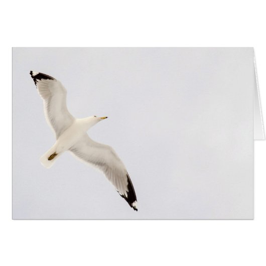 Flying Gull (Vorderseite (Horizontal))