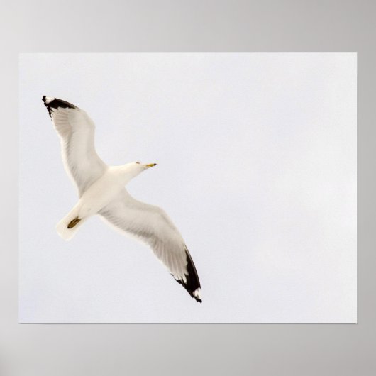 Flying Gull Poster (Vorne)