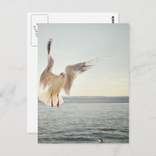 Flying Gull Postkarte (Vorne/Hinten)