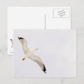 Flying Gull Postkarte (Vorne/Hinten)
