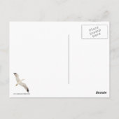 Flying Gull Postkarte (Rückseite)