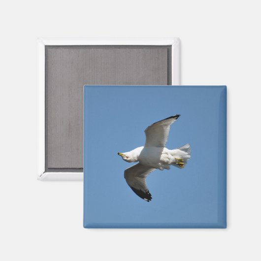 Flying Gull Wildlife Collection Magnet (Vorderseite/Rückseite)