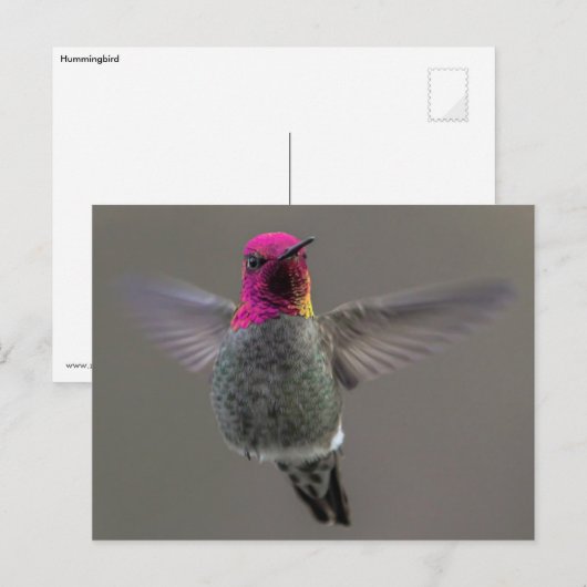 Flying Hummingbird Postkarte (Vorne/Hinten)