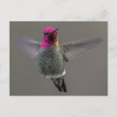 Flying Hummingbird Postkarte (Vorderseite)