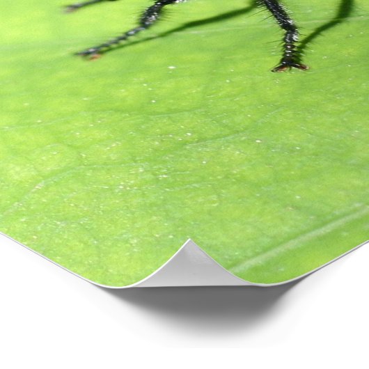 Flying Insecke Nah Poster (Ecke)