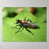 Flying Insecke Nah Poster (Vorne)