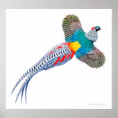 Flying Lady Amherst Pheasant Print Poster (Vorne)