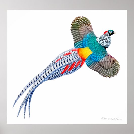 Flying Lady Amherst Pheasant Print Poster (Vorne)